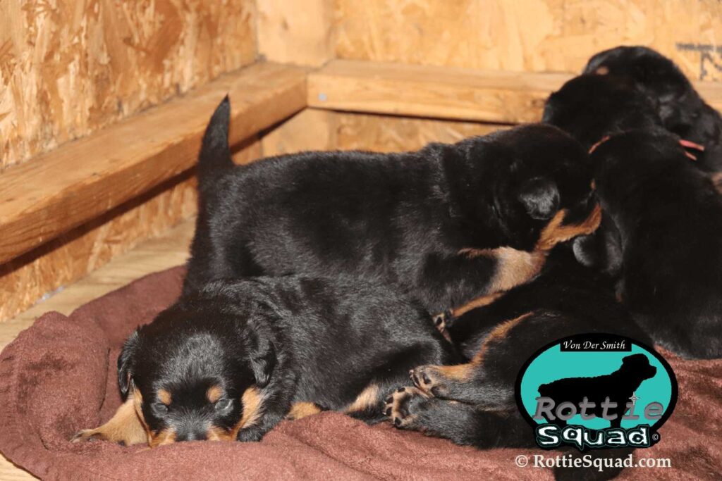 Ernst & Onyx pups