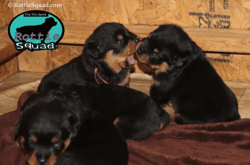 Ernst & Onyx pups