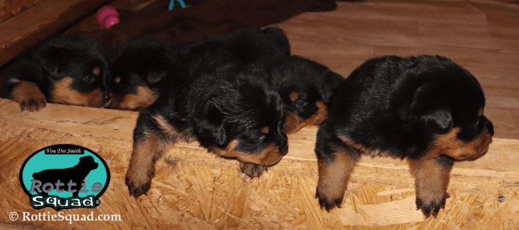 Ernst & Onyx pups