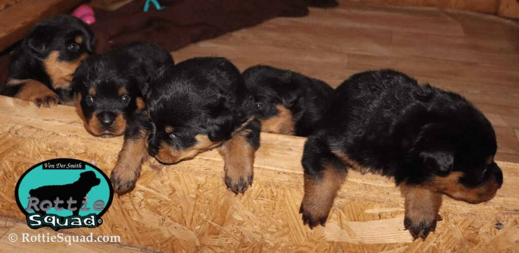 Ernst & Onyx pups