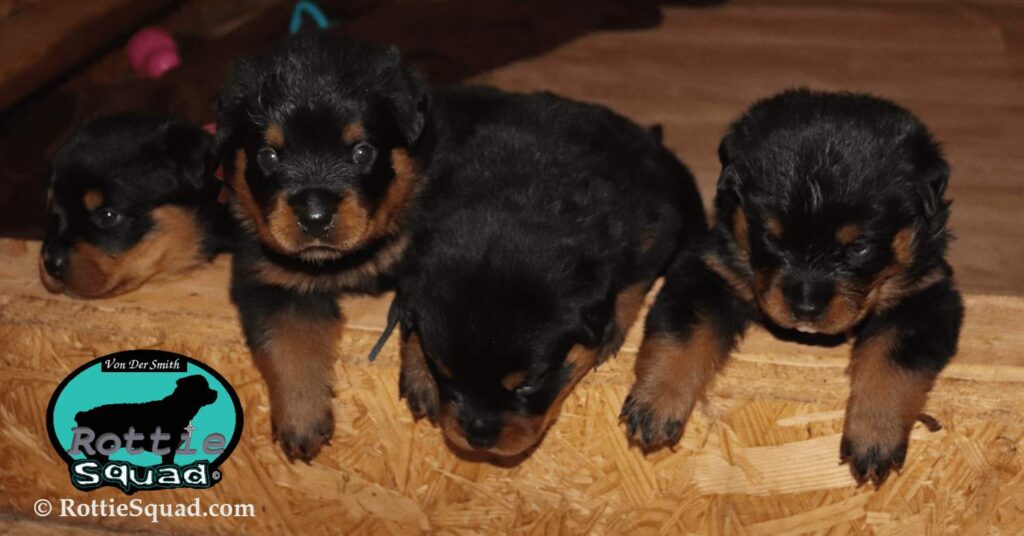 Ernst & Onyx pups