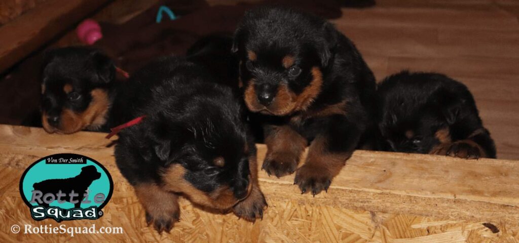 Ernst & Onyx pups