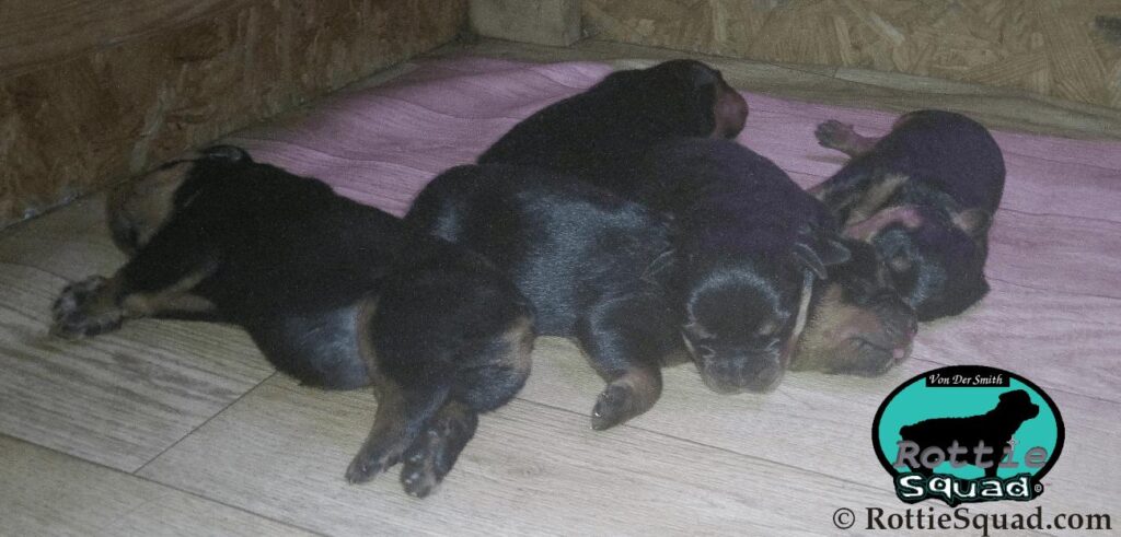 Ernst & Onyx pups