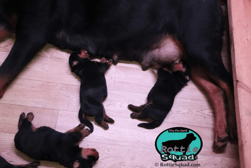 Ernst & Onyx pups