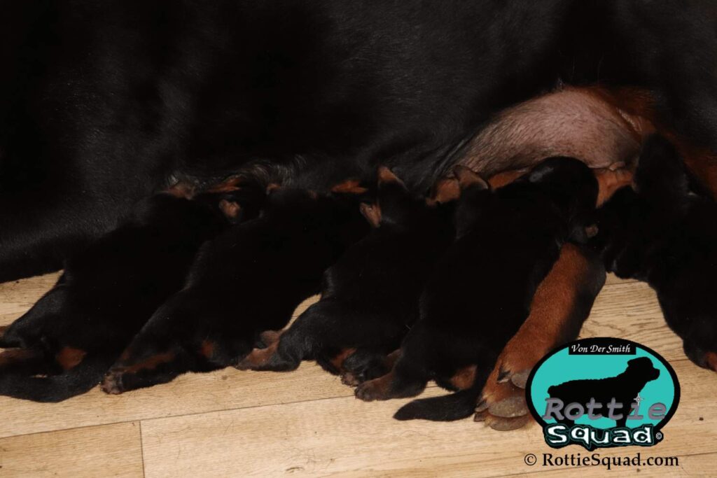 Ernst & Onyx pups