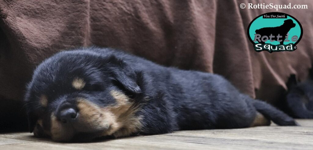 Ernst & Onyx pups