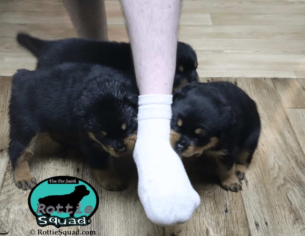 Ernst & Onyx pups