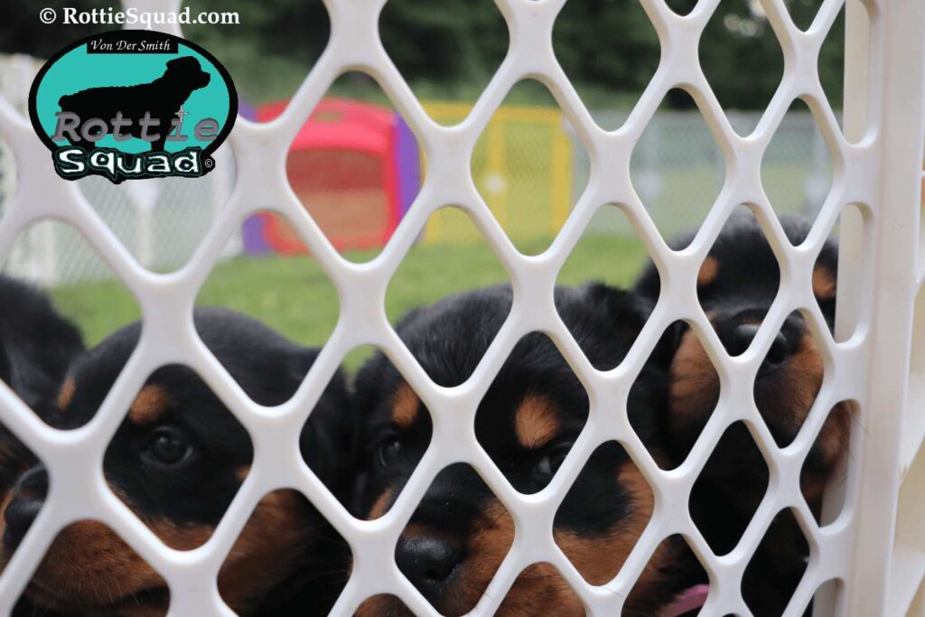 Ernst & Onyx pups