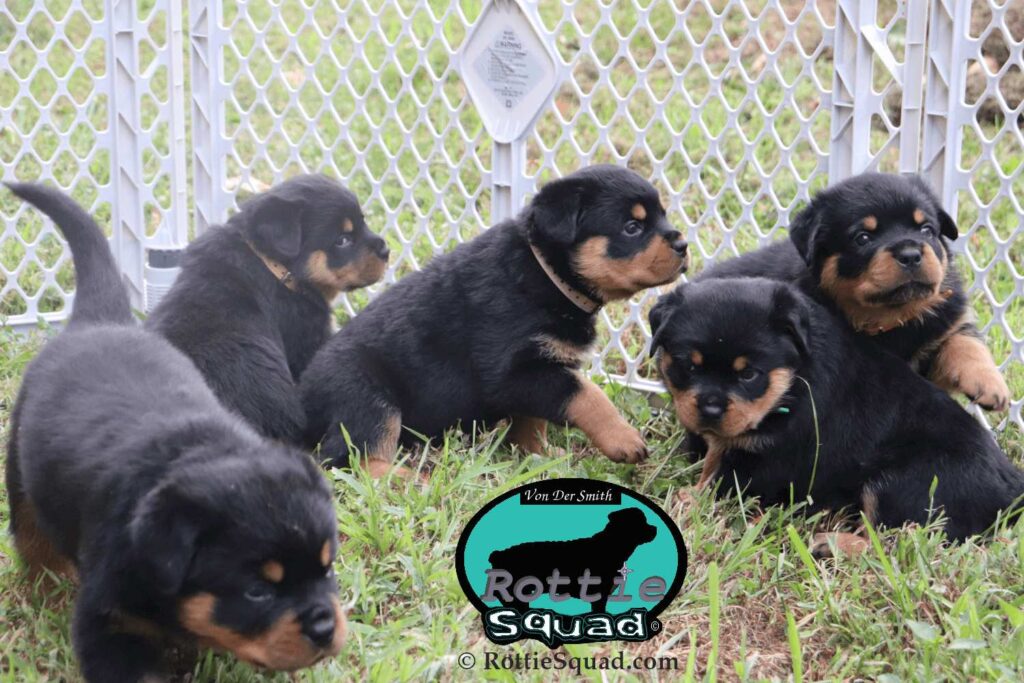 Ernst & Onyx pups