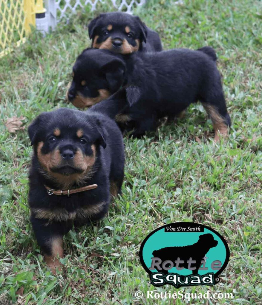 Ernst & Onyx pups