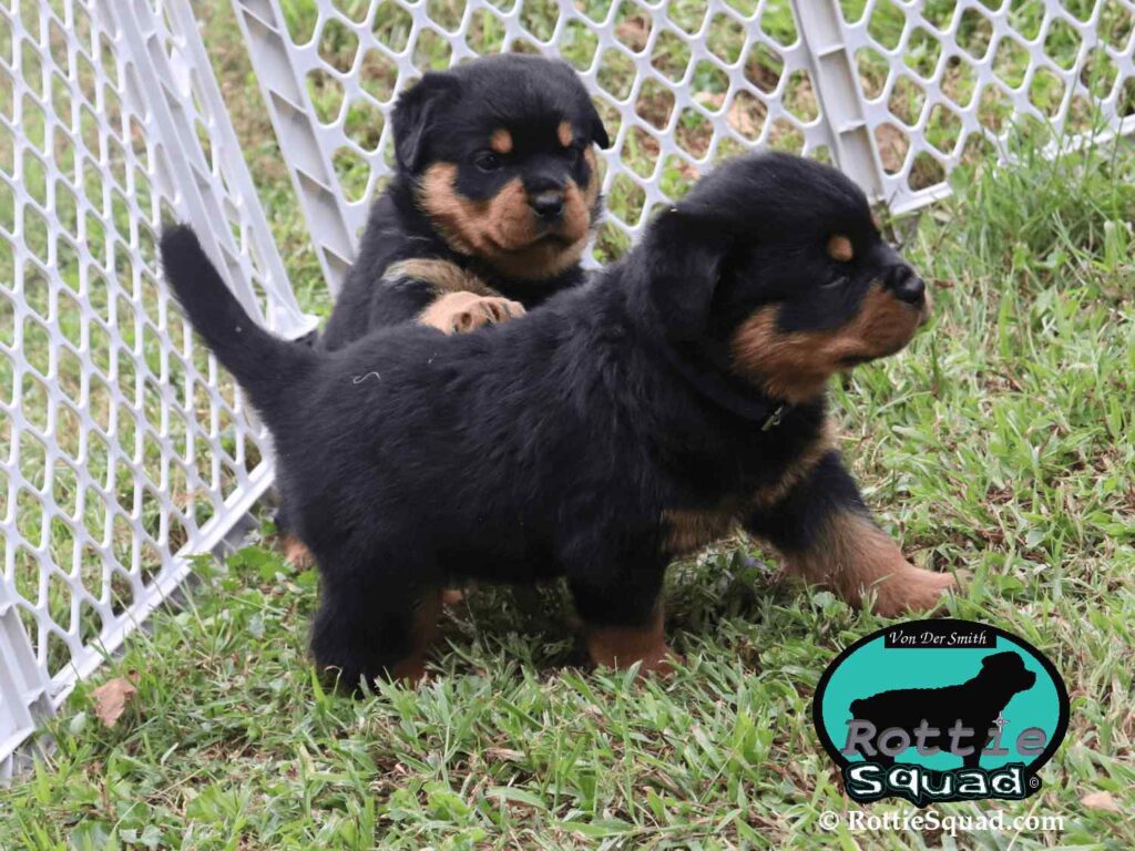 Ernst & Onyx pups