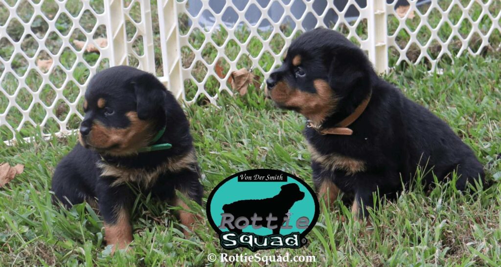 Ernst & Onyx pups