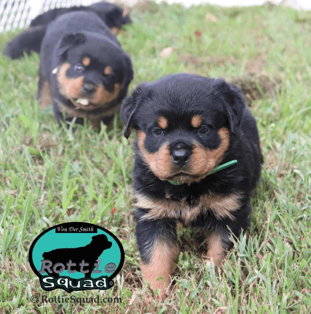 Ernst & Onyx pups