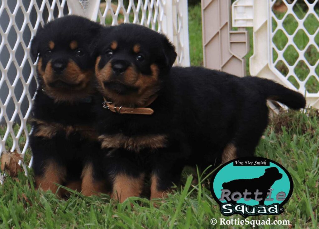 Ernst & Onyx pups