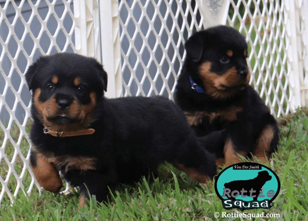 Ernst & Onyx pups