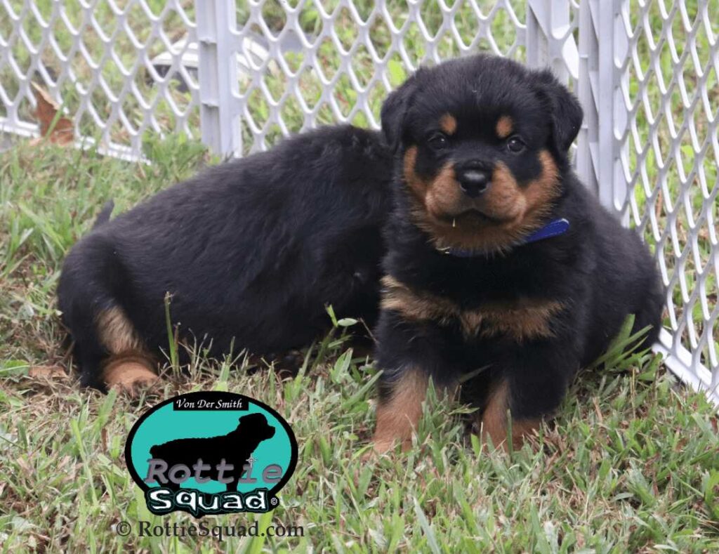 Ernst & Onyx pups